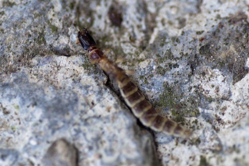 Larva coleottero?: no di Raphidioptera: Parainocella bicolor